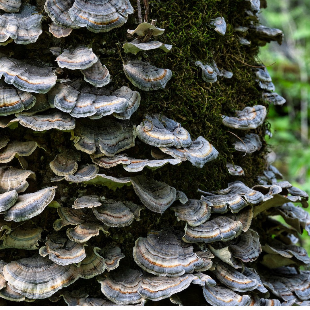 How Can Nootropic Mushrooms Benefit Your Mental Health?