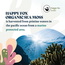 Load image into Gallery viewer, GOLD SEA MOSS | Marine algae superfood