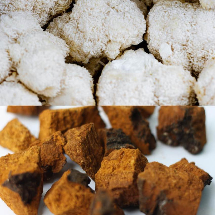 Which is better, Chaga or Lion’s Mane mushroom?