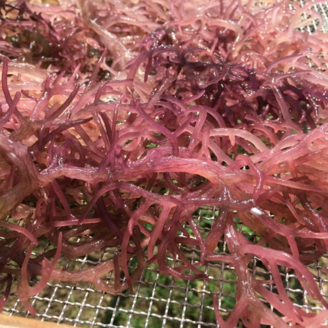 Freshly harvested purple sea moss