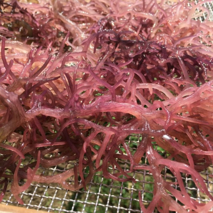 Exploring the Marvels of Purple Sea Moss: A Superfood Sensation