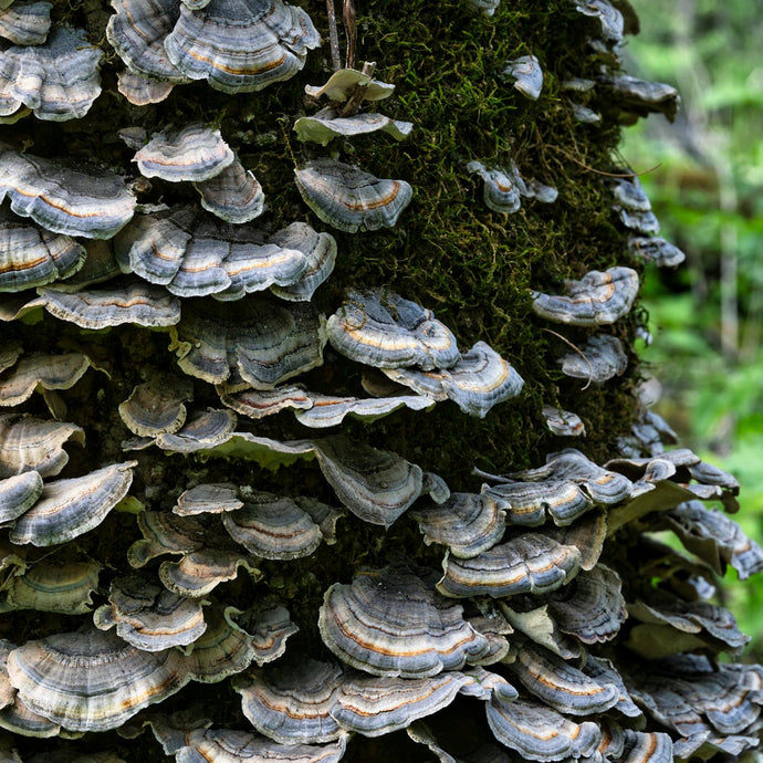 The Fungi Frontier: Exploring the Best Anti-Inflammatory Mushrooms for Wellness