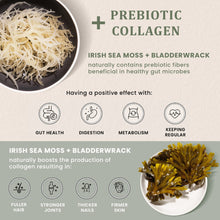 Load image into Gallery viewer, HAPPY FOX Irish Sea Moss Capsules with Burdock Root &amp; Bladderwrack - Alternative to Seamoss Gummies or Powder, 90 Vegan Capsules, Made in USA
