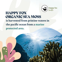 Load image into Gallery viewer, HAPPY FOX Organic Sea Moss Raw Gold - Makes 75oz of Seamoss Gel Rich in Vitamins &amp; Minerals, Certified Non-GMO, Wildcrafted, Sundried Superfood - 100 gram Bag
