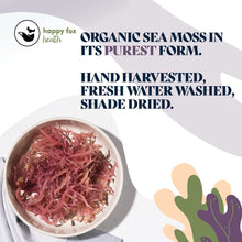 Load image into Gallery viewer, HAPPY FOX Organic Sea Moss Raw Gold - Makes 75oz of Seamoss Gel Rich in Vitamins &amp; Minerals, Certified Non-GMO, Wildcrafted, Sundried Superfood - 100 gram Bag
