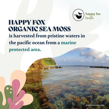 Load image into Gallery viewer, HAPPY FOX Organic Sea Moss Raw Gold - Makes 75oz of Seamoss Gel Rich in Vitamins &amp; Minerals, Certified Non-GMO, Wildcrafted, Sundried Superfood - 100 gram Bag
