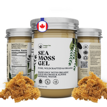 Load image into Gallery viewer, SEA MOSS GEL | PURE, GOLD
